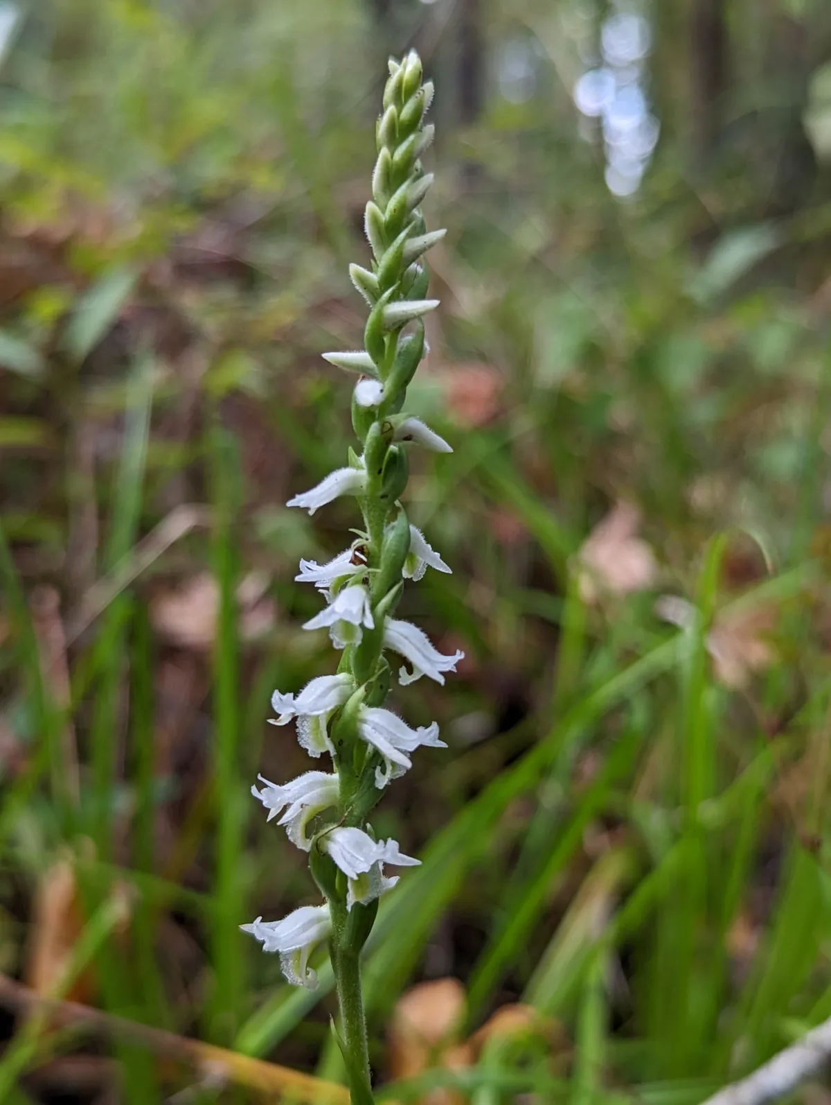 Marsh ladies'-tresses (Spiranthes odorata)