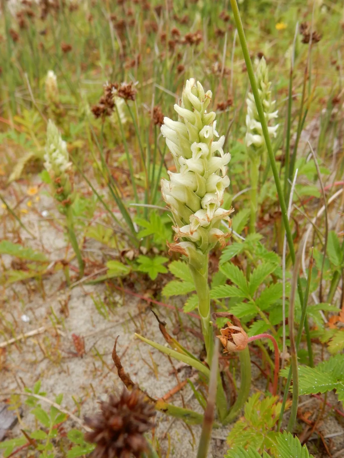 Irish Lady's-tresses (Spiranthes romanzoffiana)