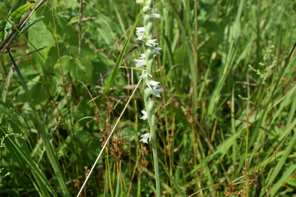 Spring Ladies' Tresses (Spiranthes vernalis)