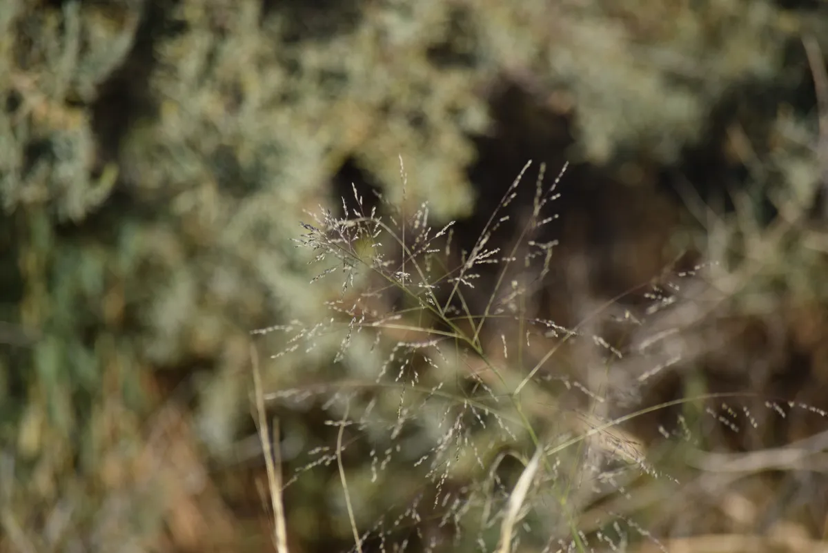 Alkali Sacaton (Sporobolus airoides)