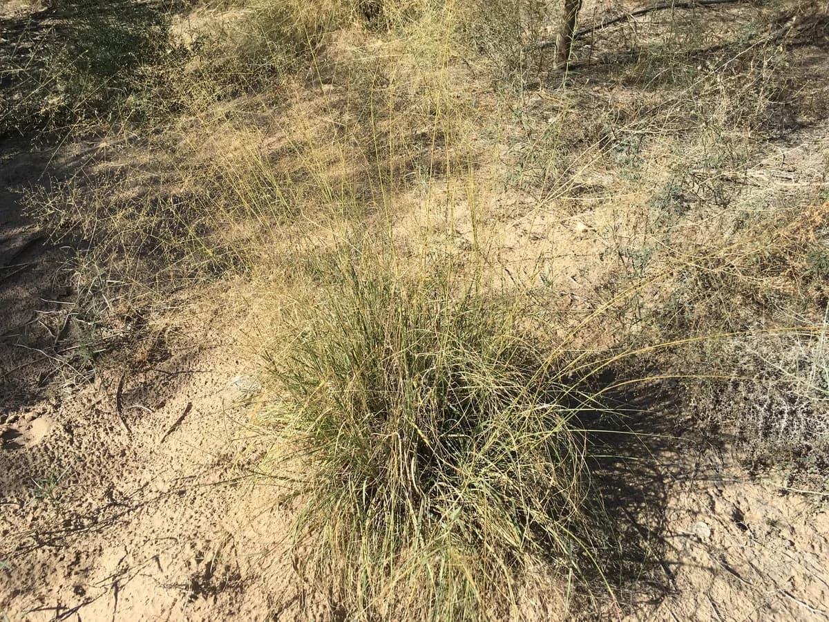 Alkali Sacaton (Sporobolus airoides)