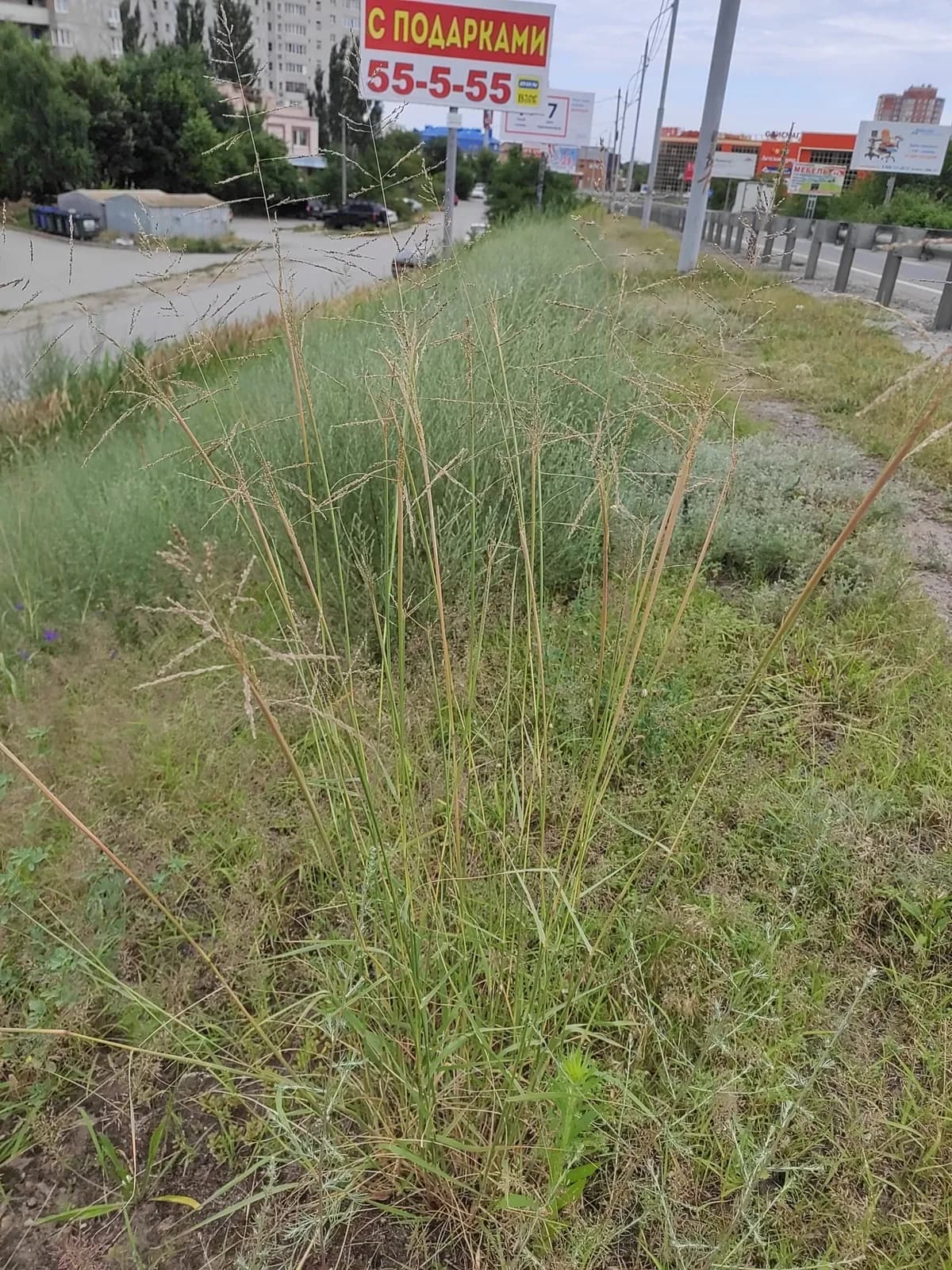 Prairie Grass (Sporobolus cryptandrus)