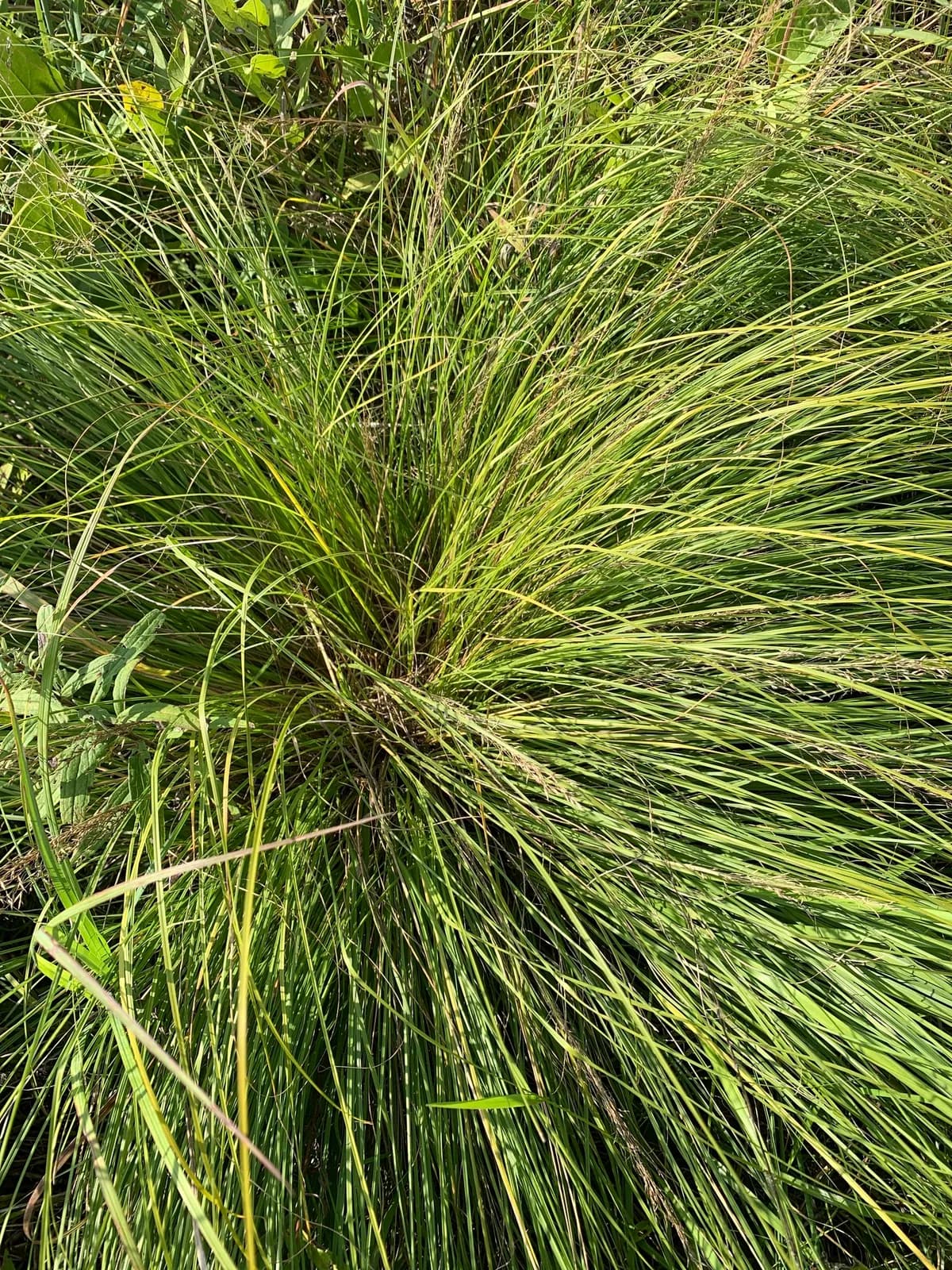 Prairie Dropseed (Sporobolus heterolepis)
