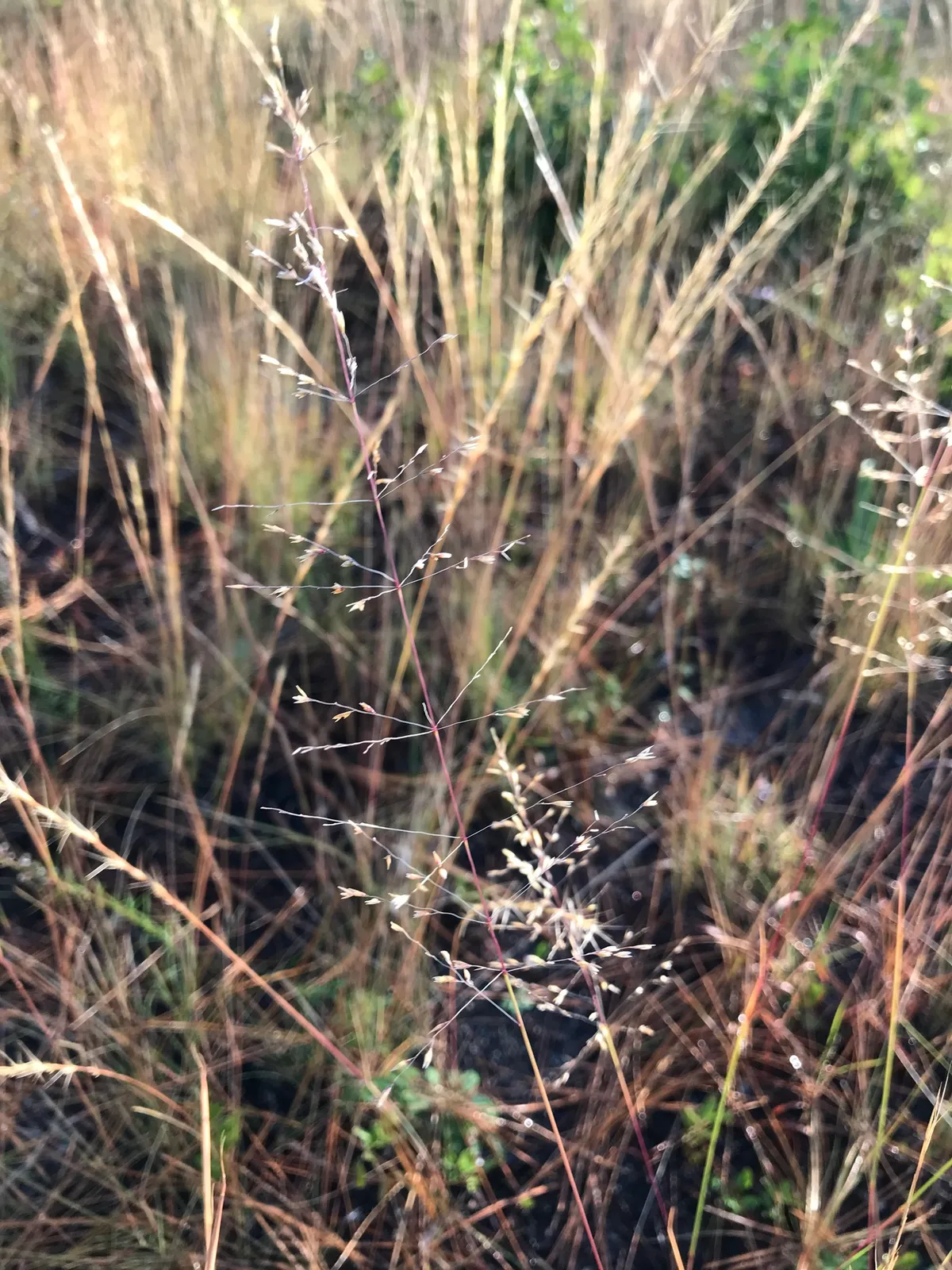Pineywoods Dropseed (Sporobolus junceus)