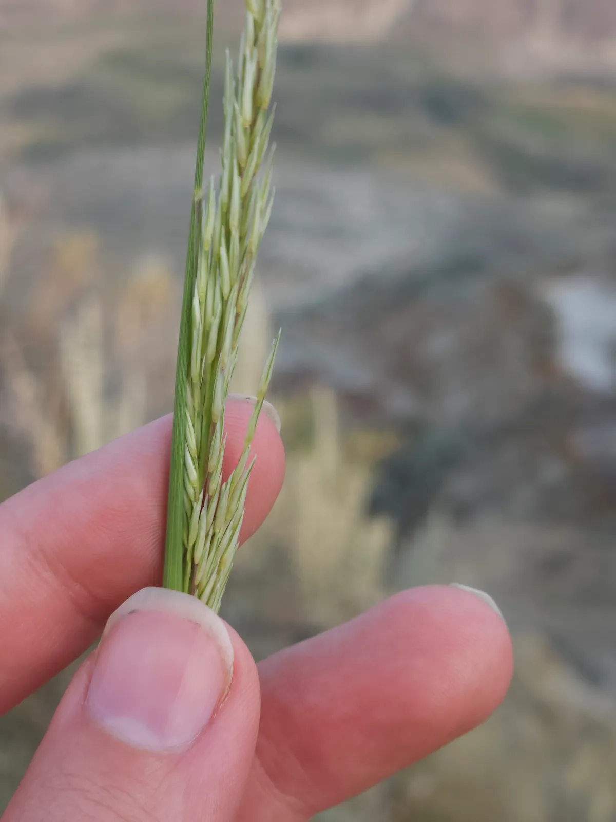 Sand Reedgrass (Sporobolus rigidus)