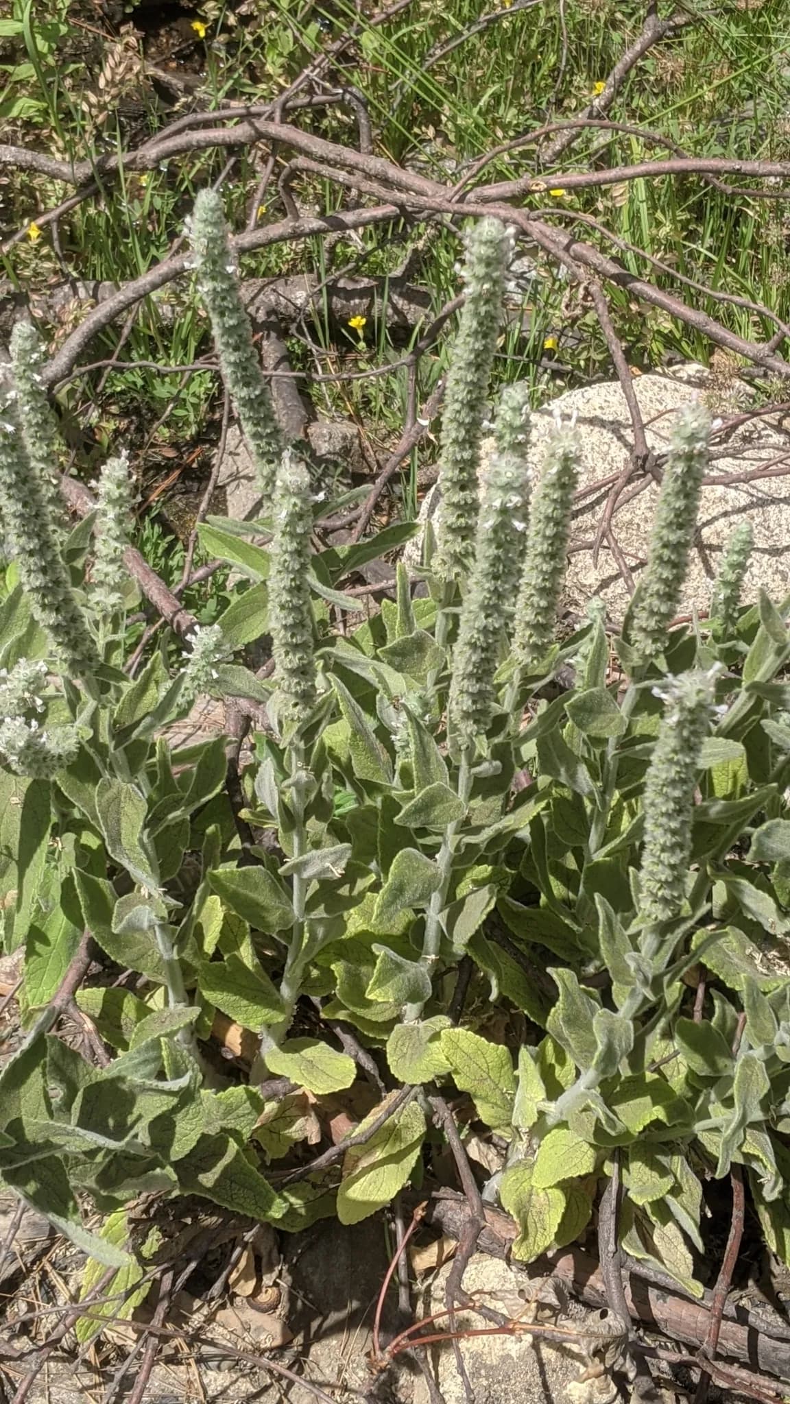 Whitestem hedgenettle (Stachys albens)