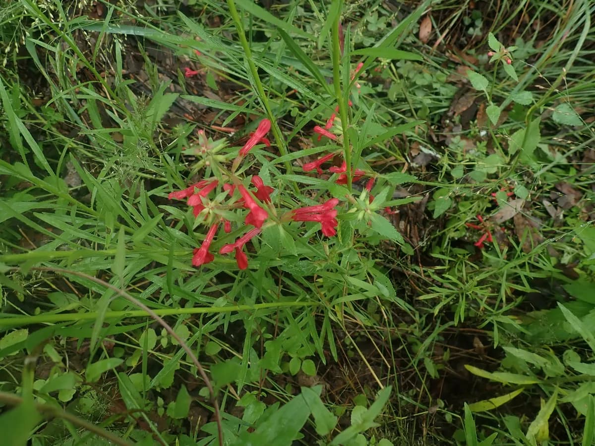 Scarlet betony (Stachys coccinea)