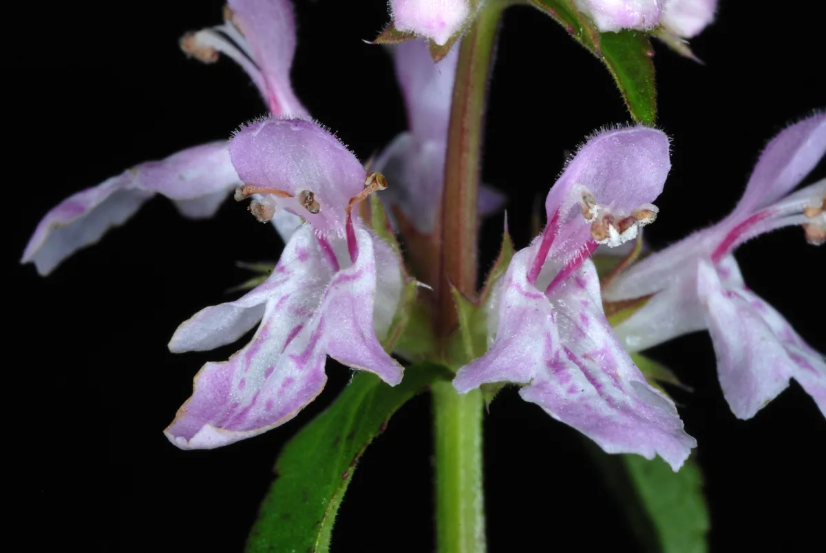 Florida betony (Stachys floridana)