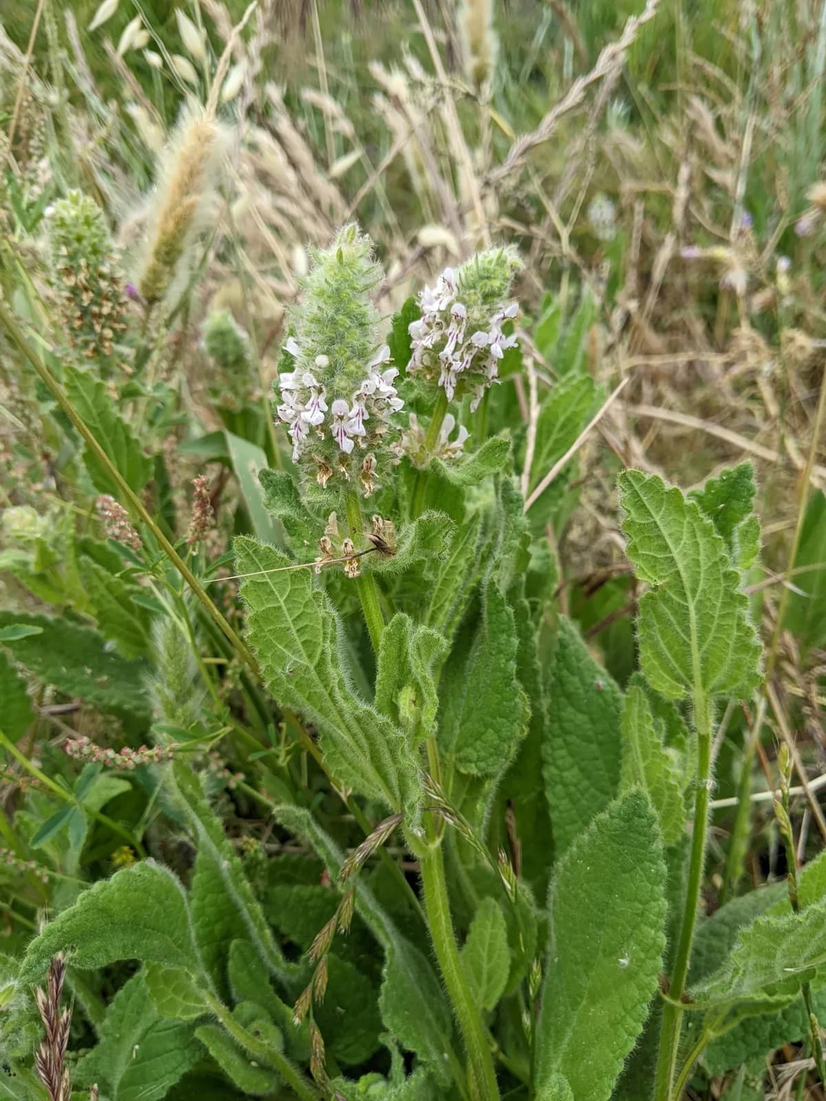 Shortspike hedgenettle (Stachys pycnantha)