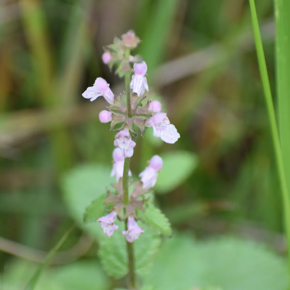 Rough hedgenettle (Stachys rigida)