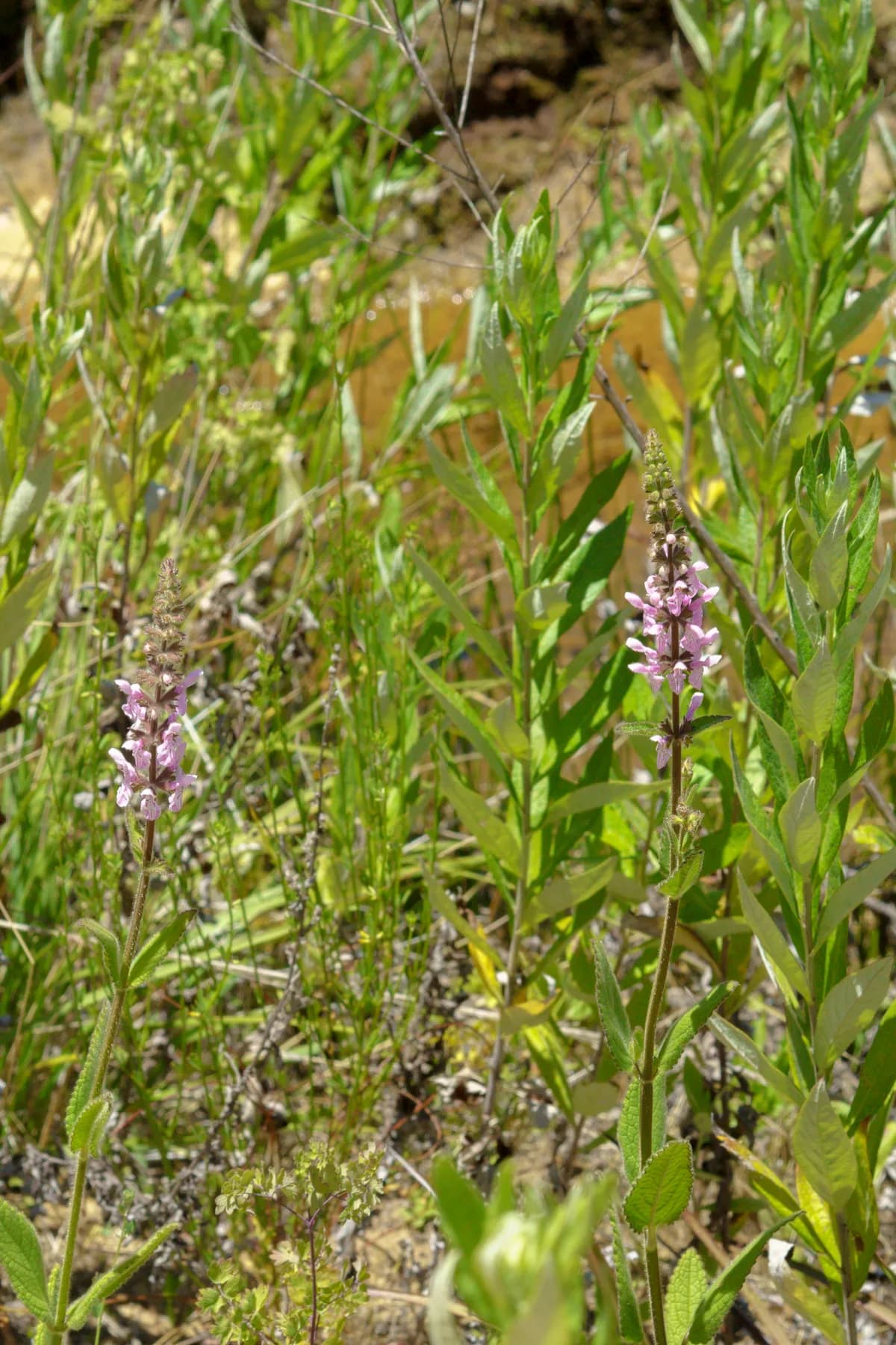Hedge nettle (Stachys stebbinsii)