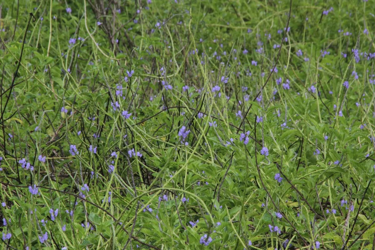 Brazilian-tea (Stachytarpheta jamaicensis)
