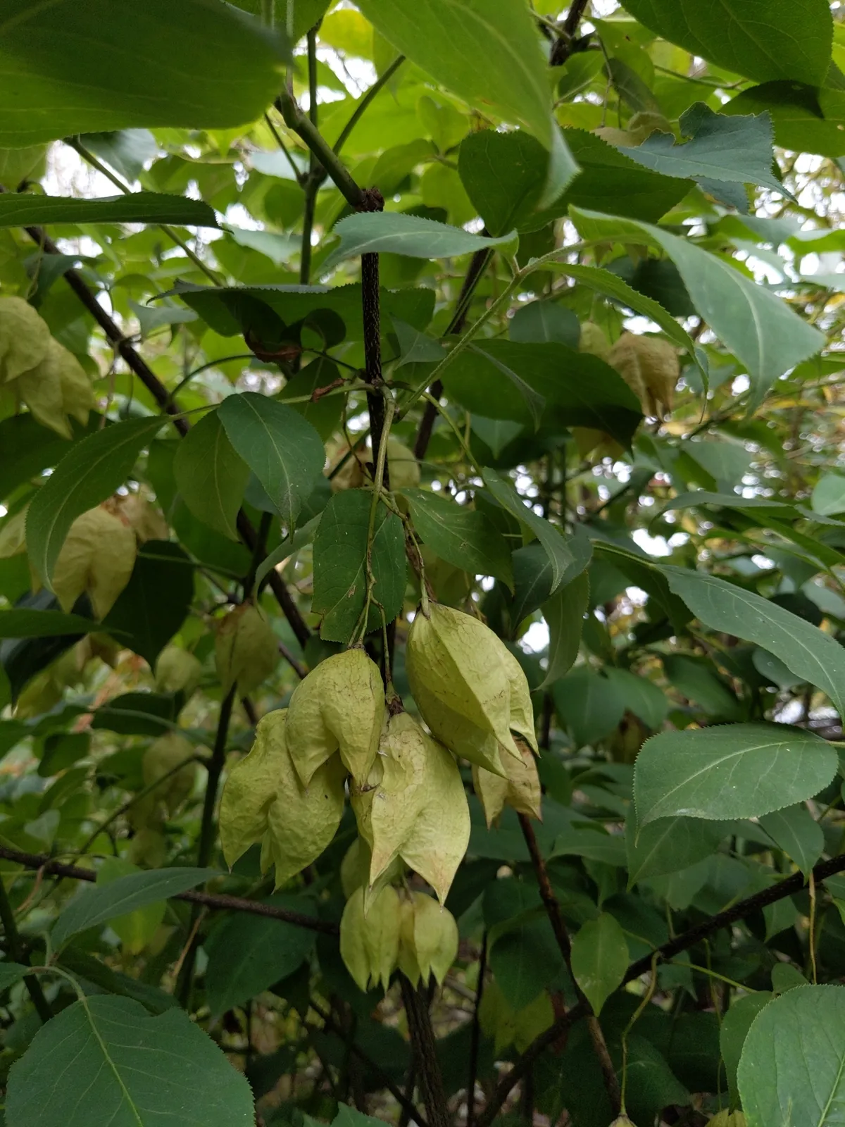 American Bladdernut (Staphylea trifolia)