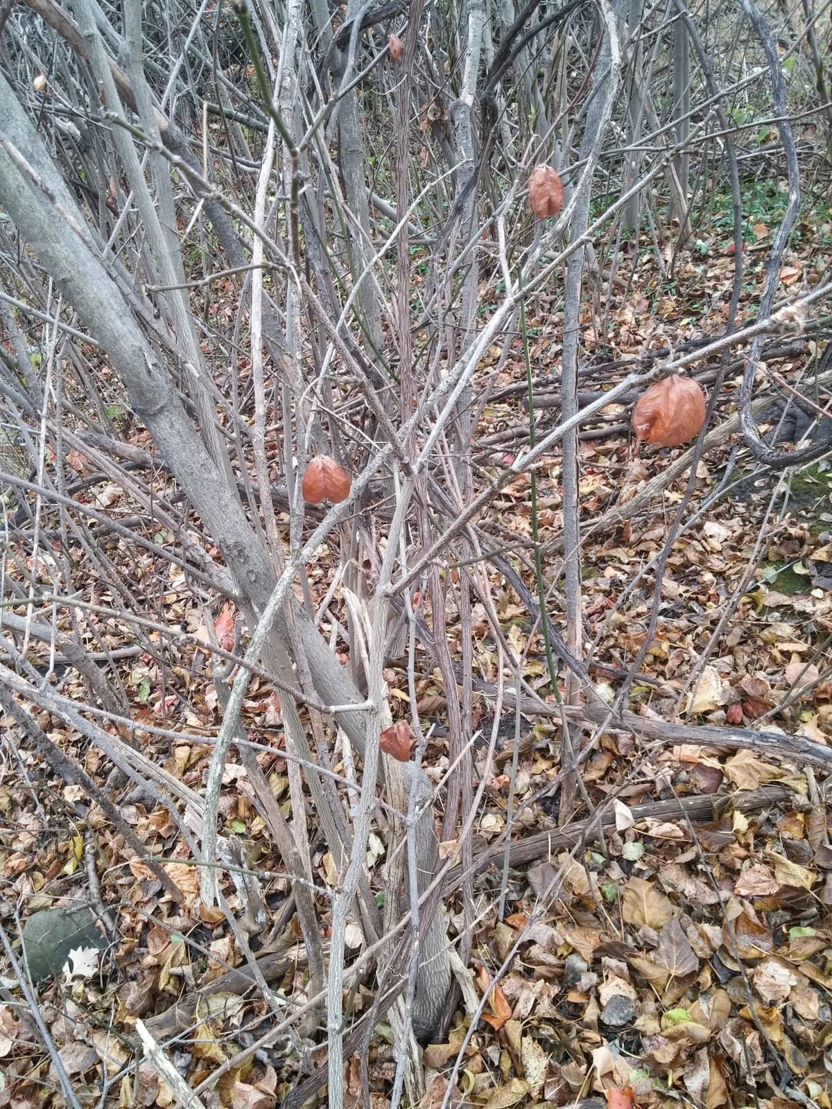 American Bladdernut (Staphylea trifolia)