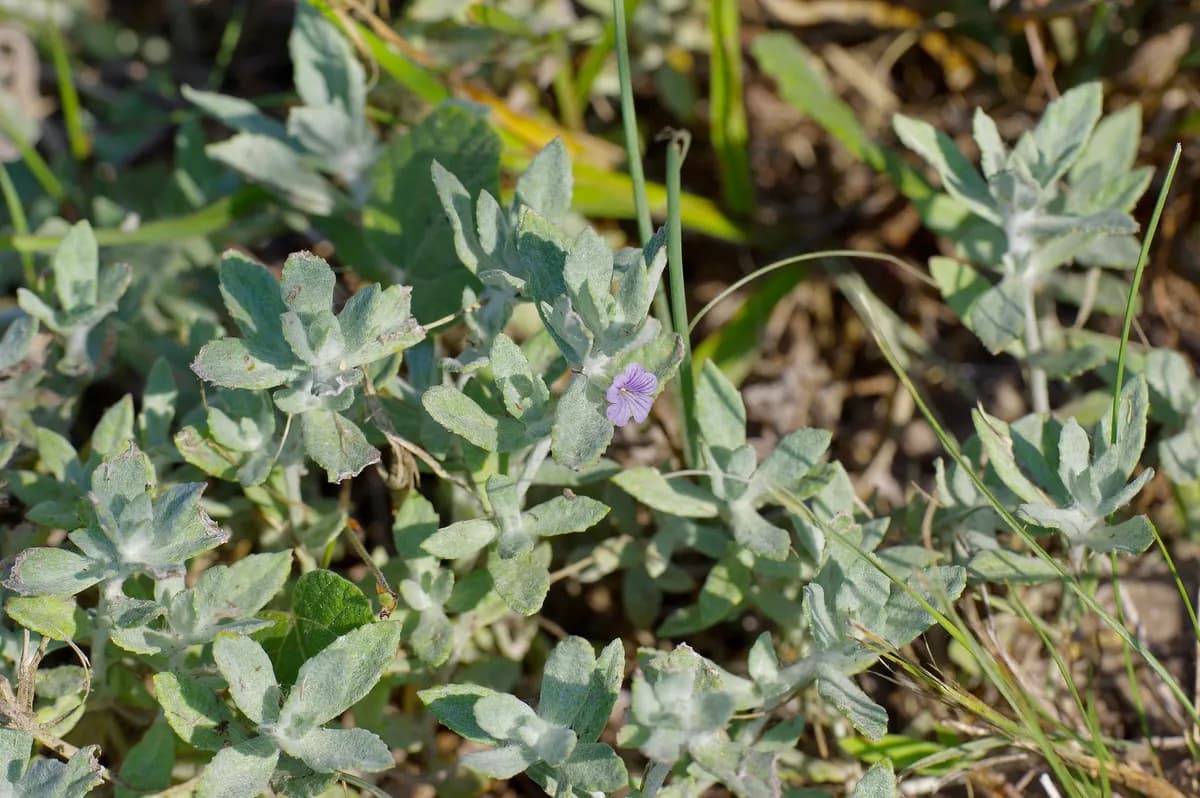 Woolly Stemodia (Stemodia lanata)