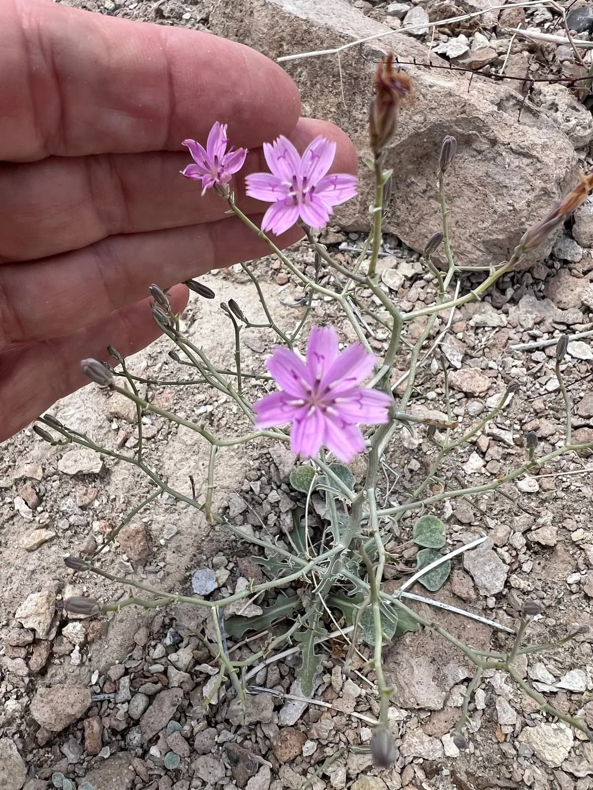 Small Wirelettuce (Stephanomeria exigua)