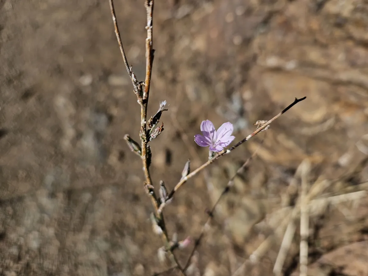 Virgate wirelettuce (Stephanomeria virgata)