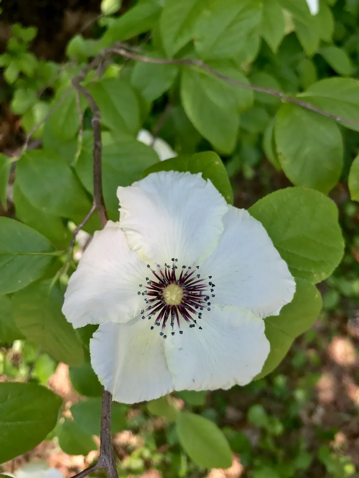 Round-fruit stewartia (Stewartia malacodendron)