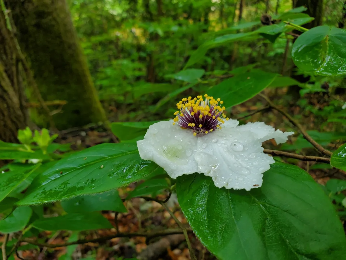Mountain stewartia (Stewartia ovata)