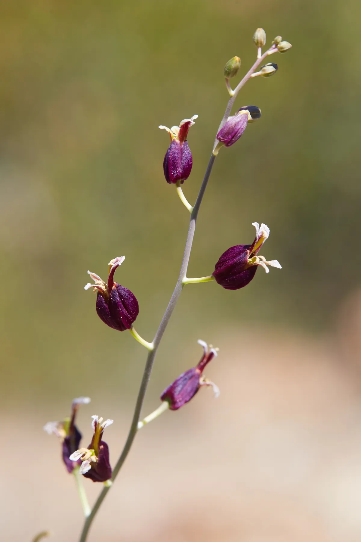 Jewel-flower (Streptanthus glandulosus)