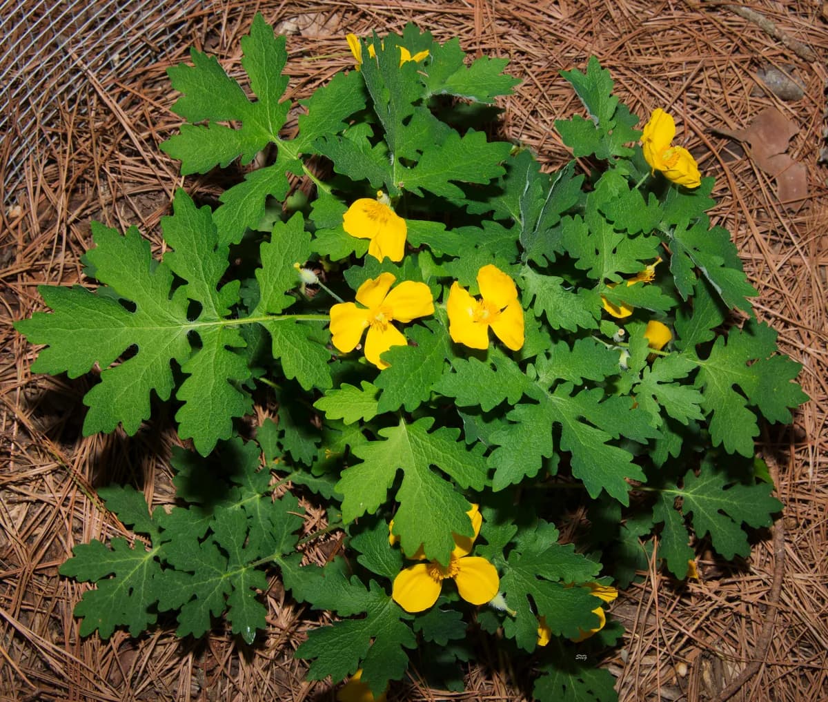 Celandine-poppy (Stylophorum diphyllum)