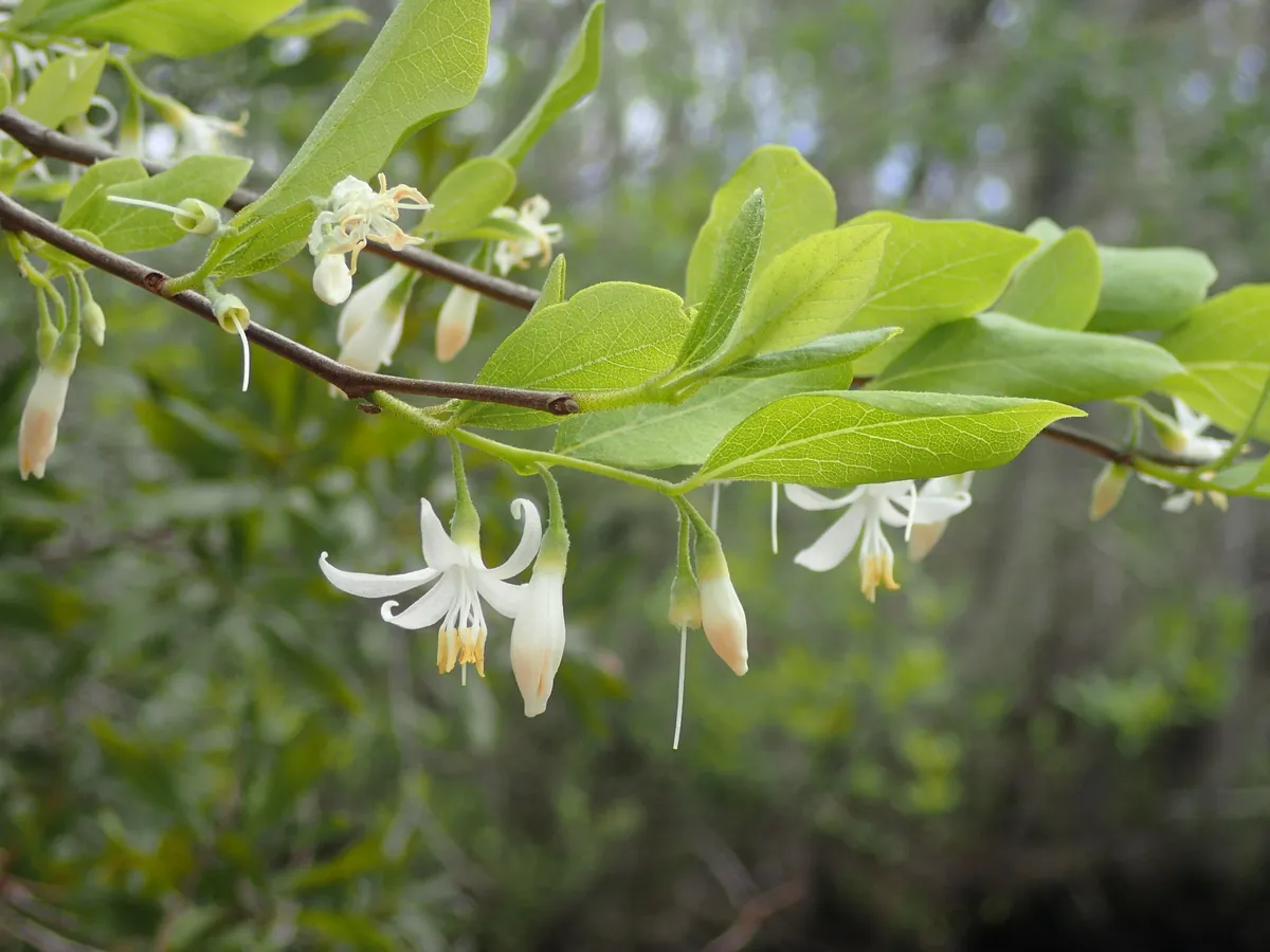American snowbell (Styrax americanus)