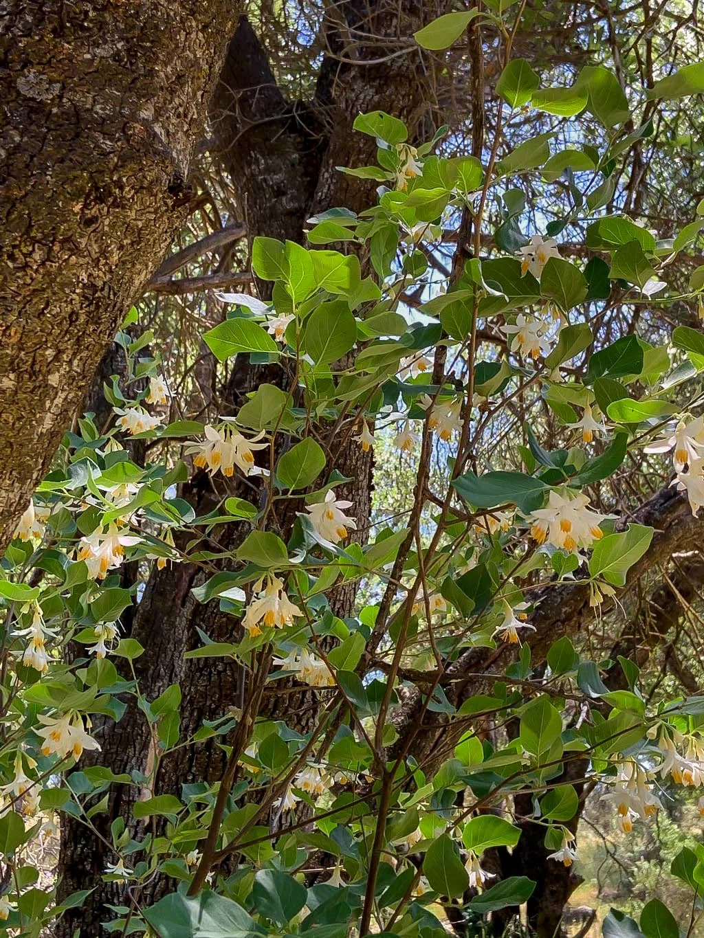 California snowdrop (Styrax redivivus)