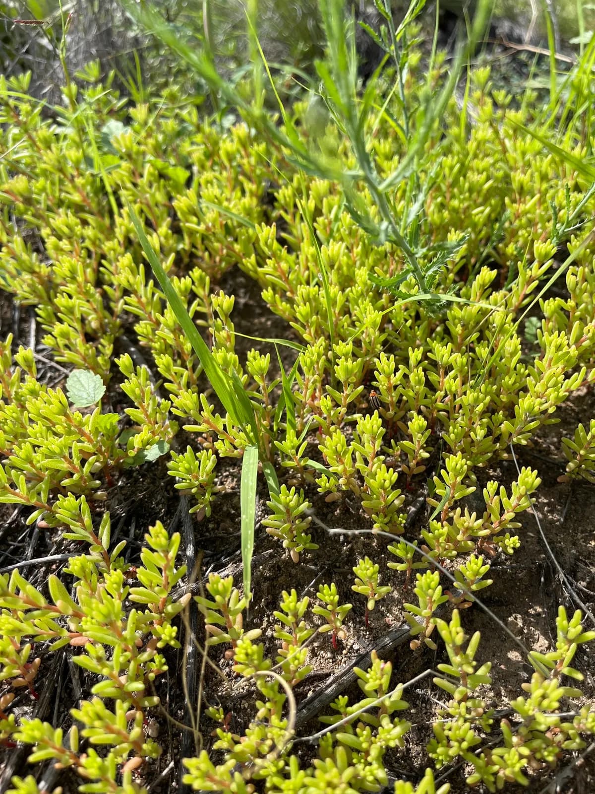 Bush Seepweed (Suaeda nigra)