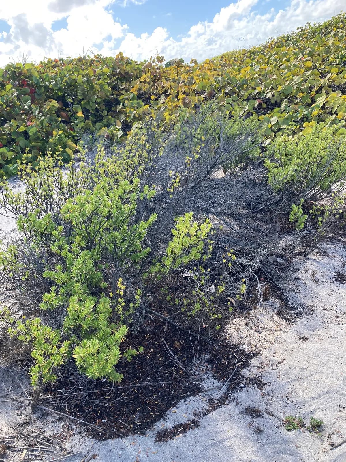 Bay-cedar (Suriana maritima)