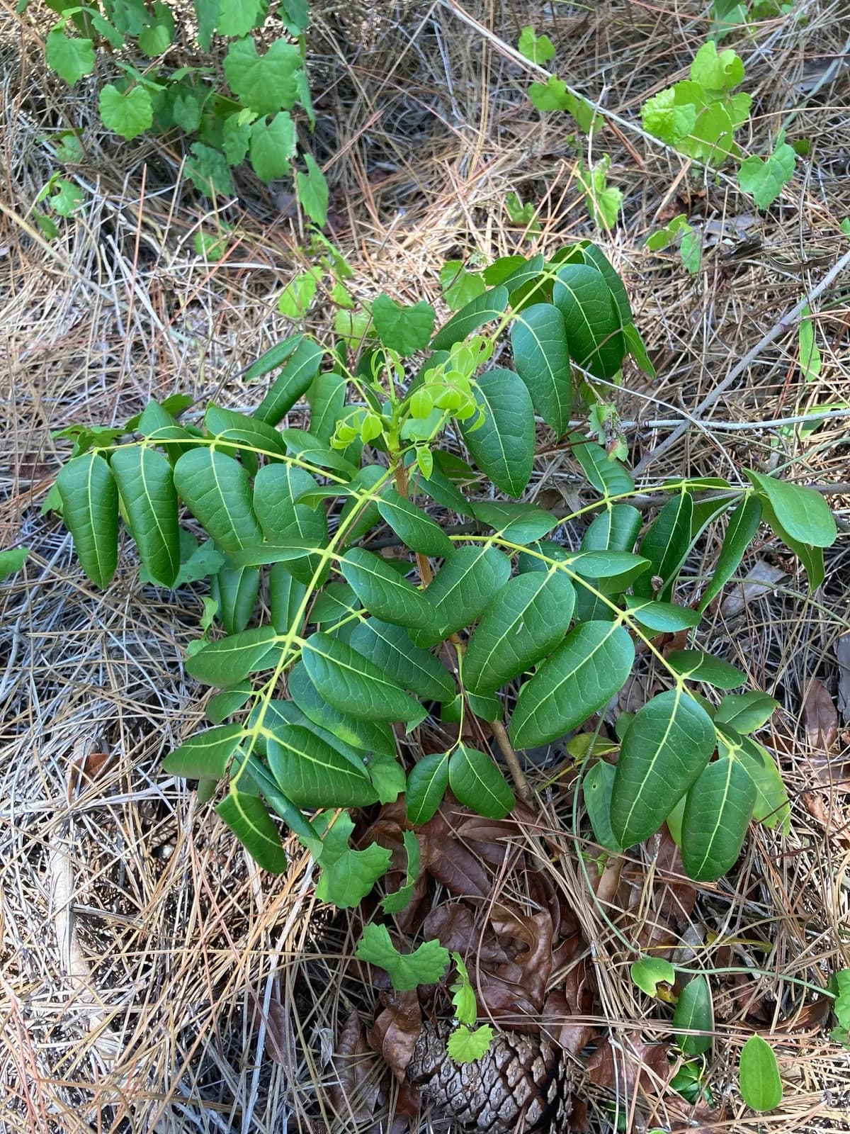 Cuban mahogany (Swietenia mahagoni)