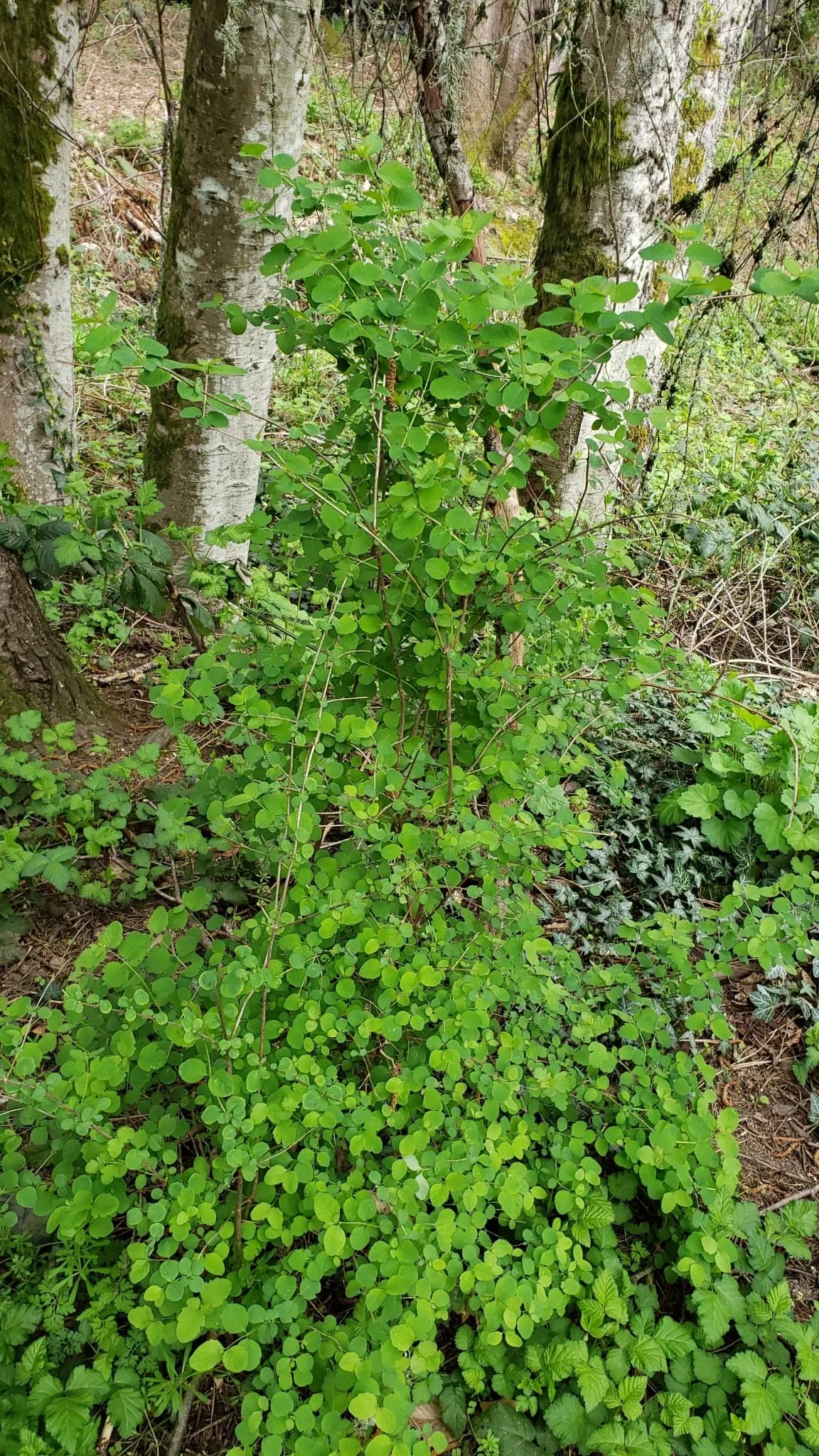 Snowberry (Symphoricarpos albus)