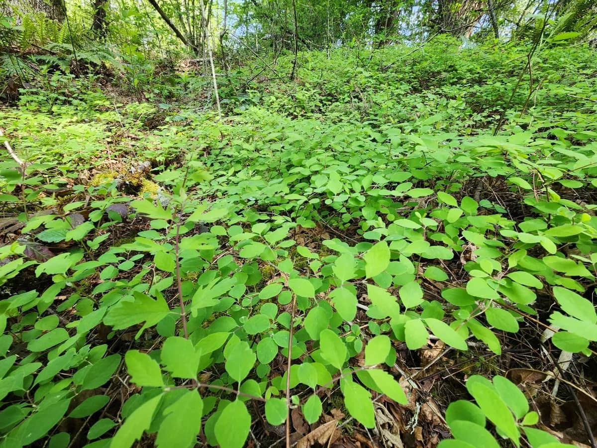Creeping Snowberry (Symphoricarpos mollis)