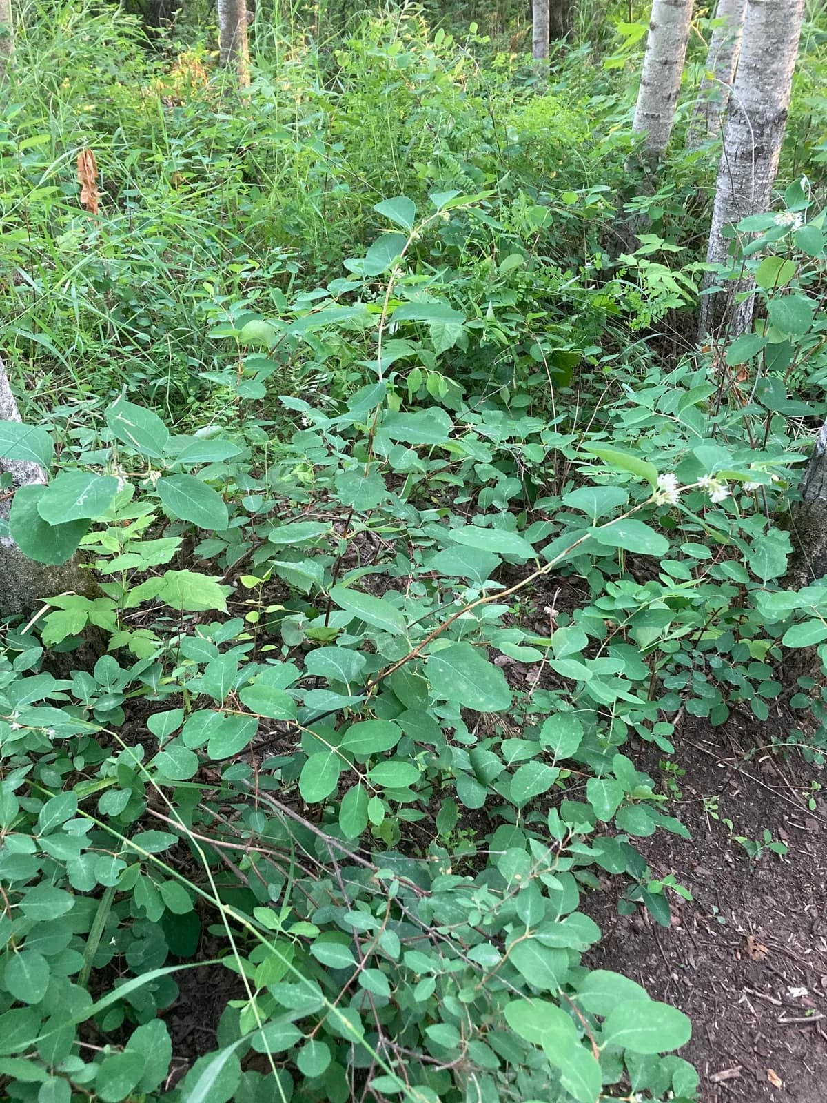 Wolfberry (Symphoricarpos occidentalis)