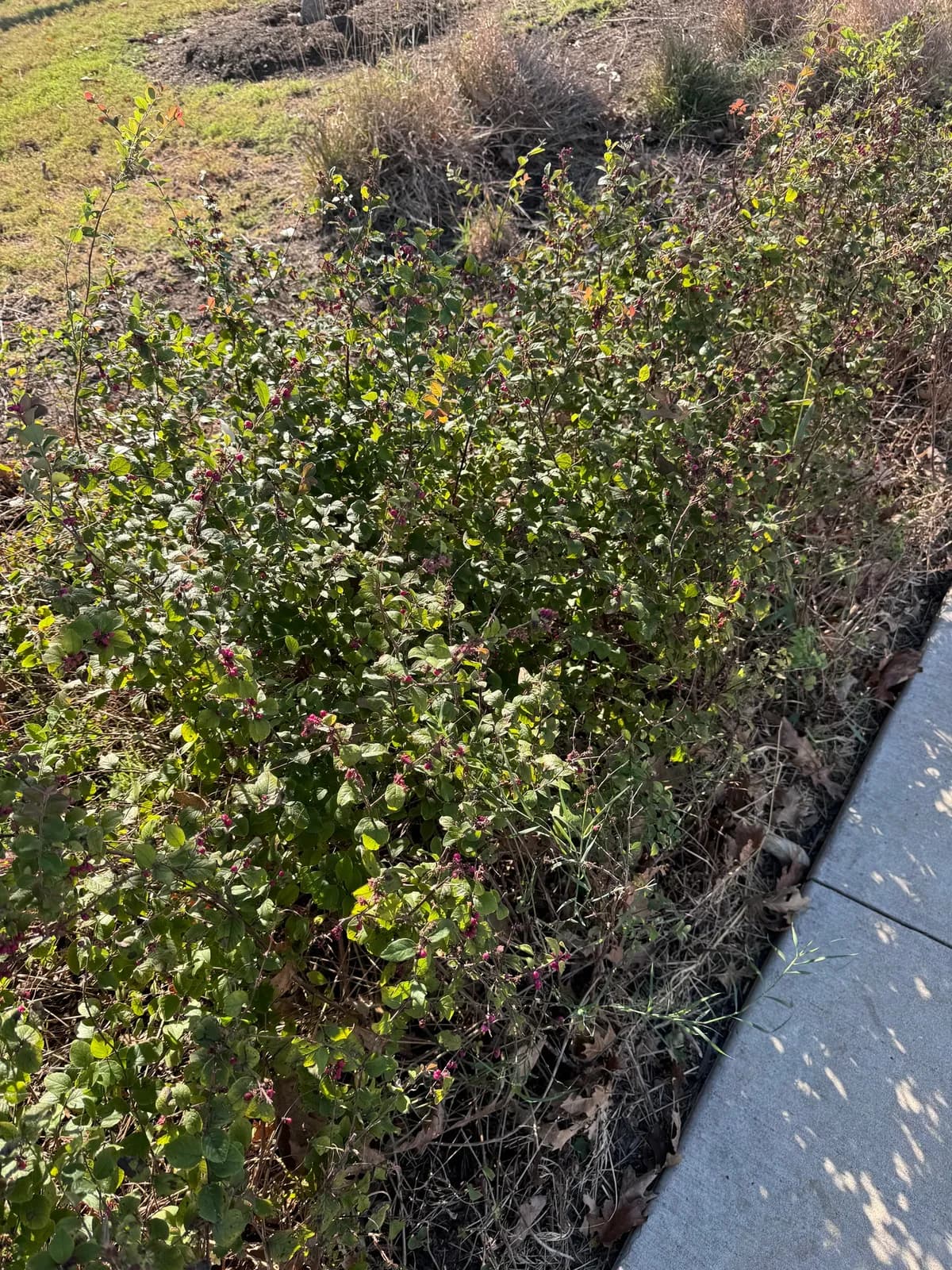 Indian-currant (Symphoricarpos orbiculatus)