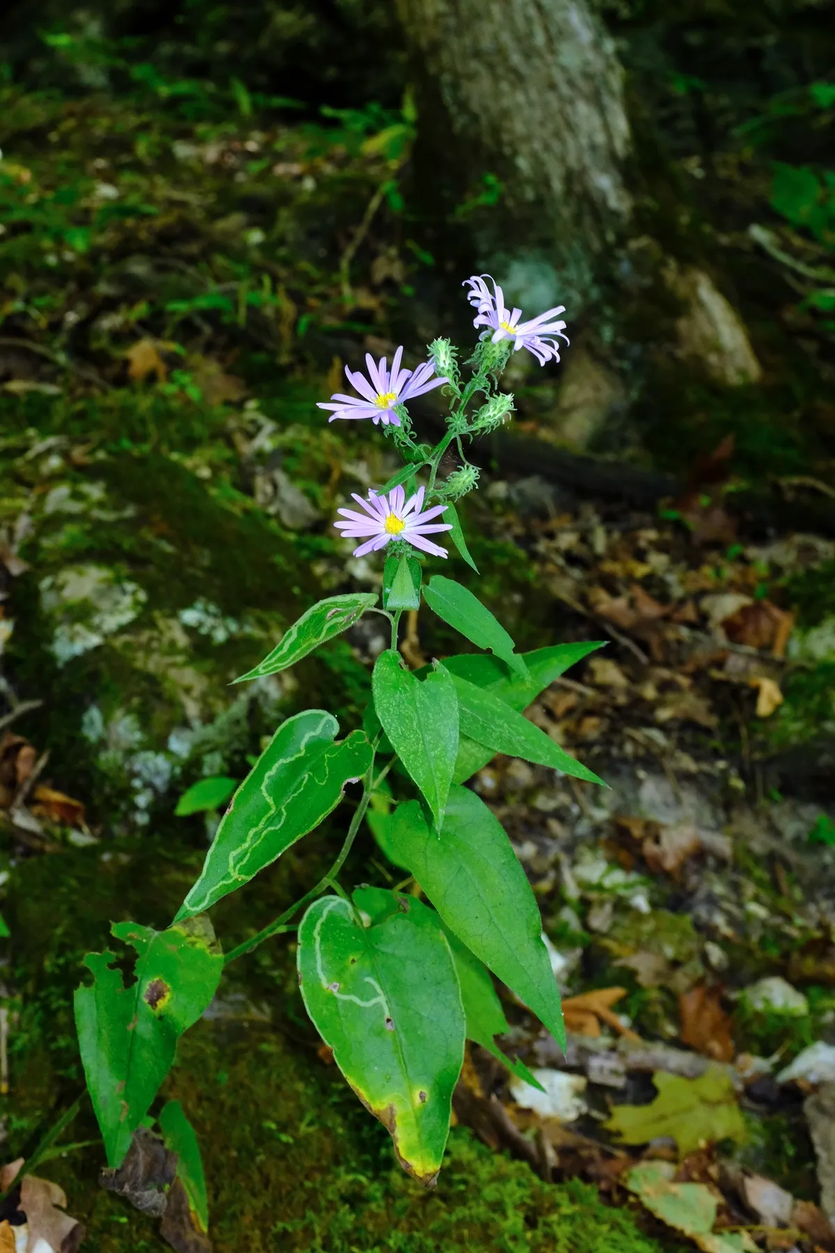 Manyray aster (Symphyotrichum anomalum)