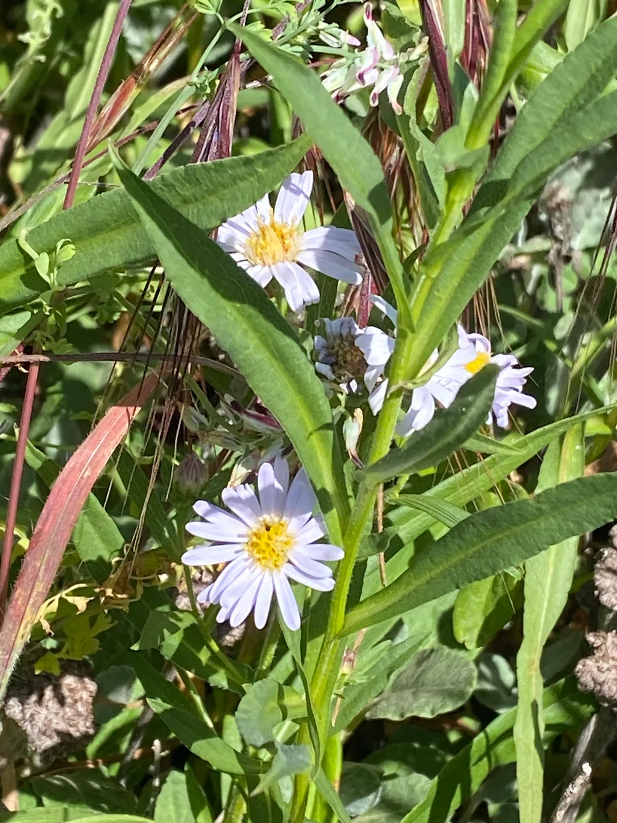 Pacific aster (Symphyotrichum chilense)