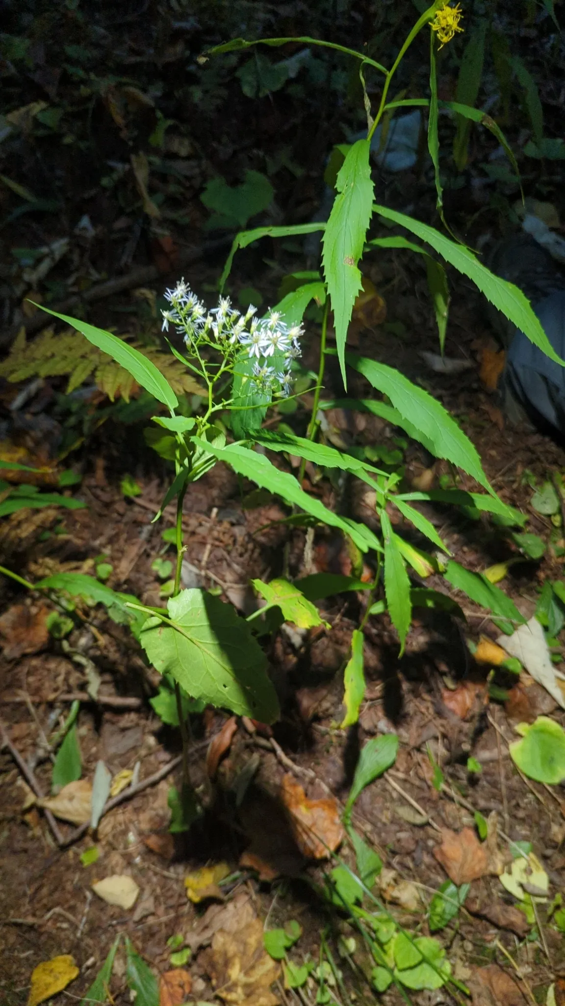 Heartleaf Or Common Blue Wood Aster (Symphyotrichum cordifolium)