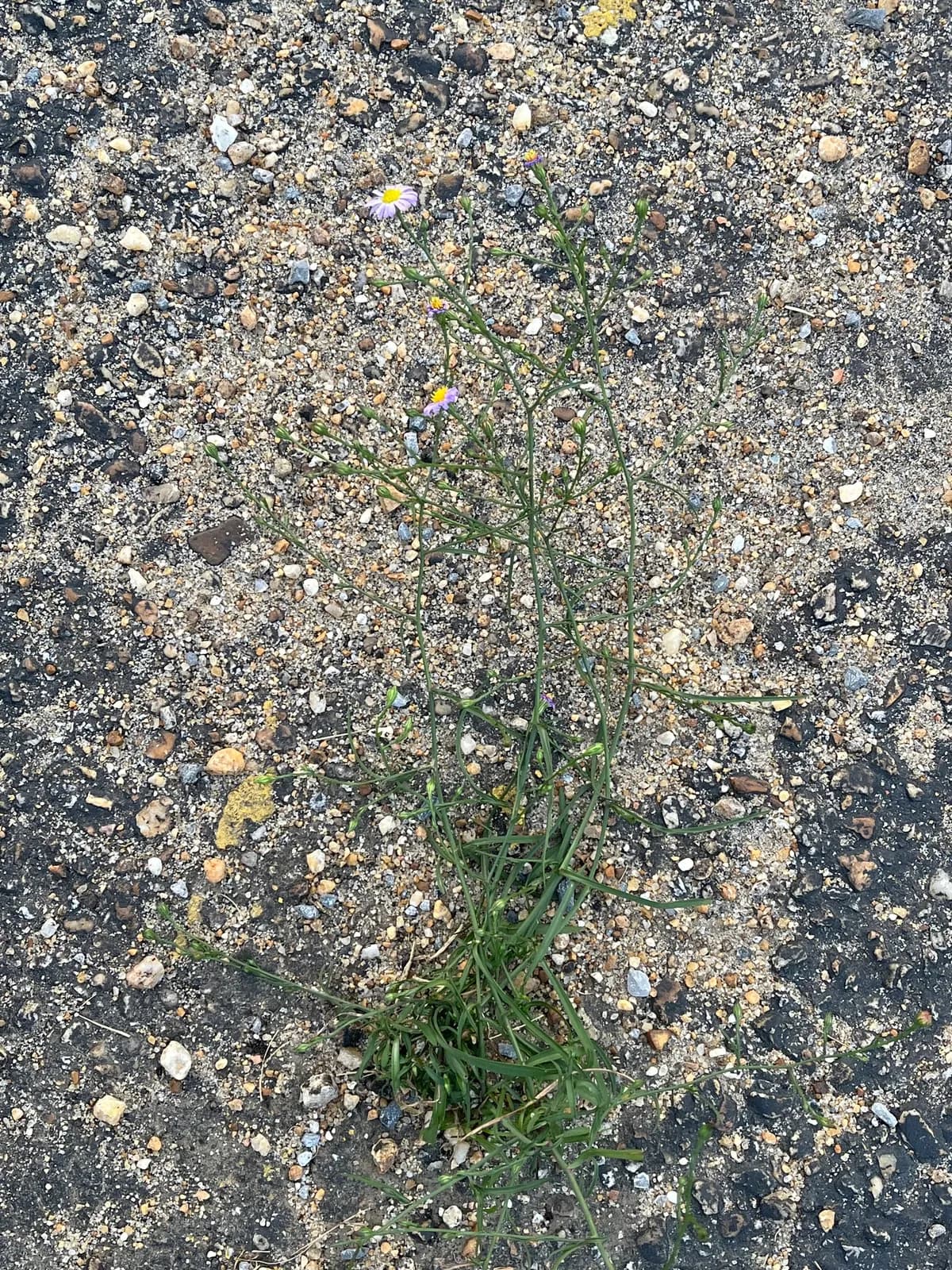 Southern annual saltmarsh aster (Symphyotrichum divaricatum)