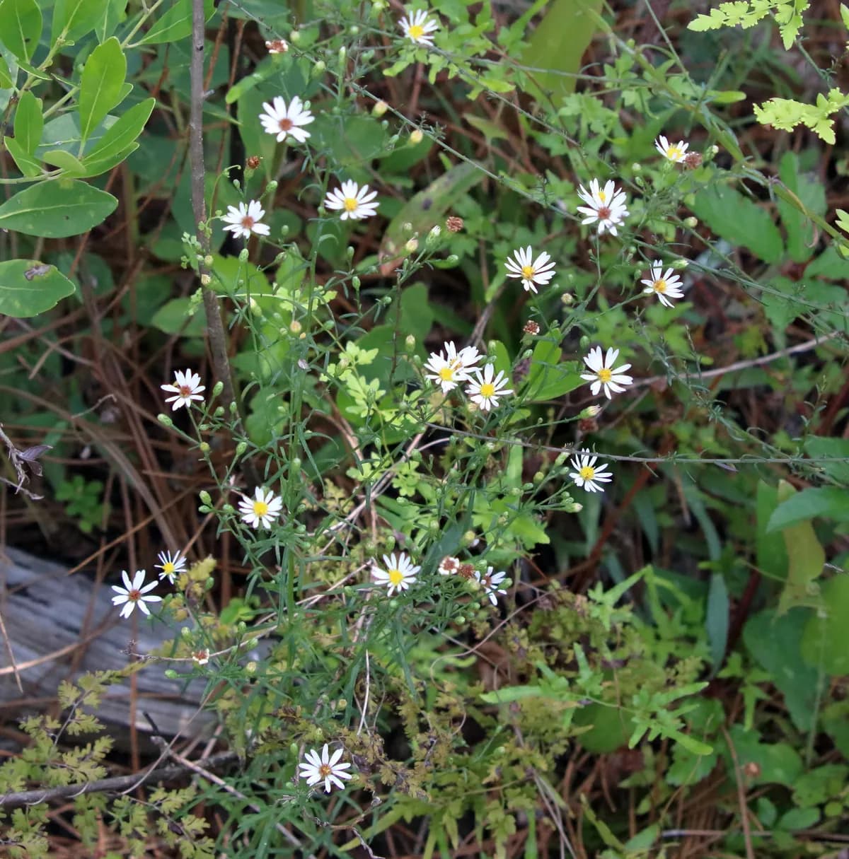 Bushy Aster (Symphyotrichum dumosum)