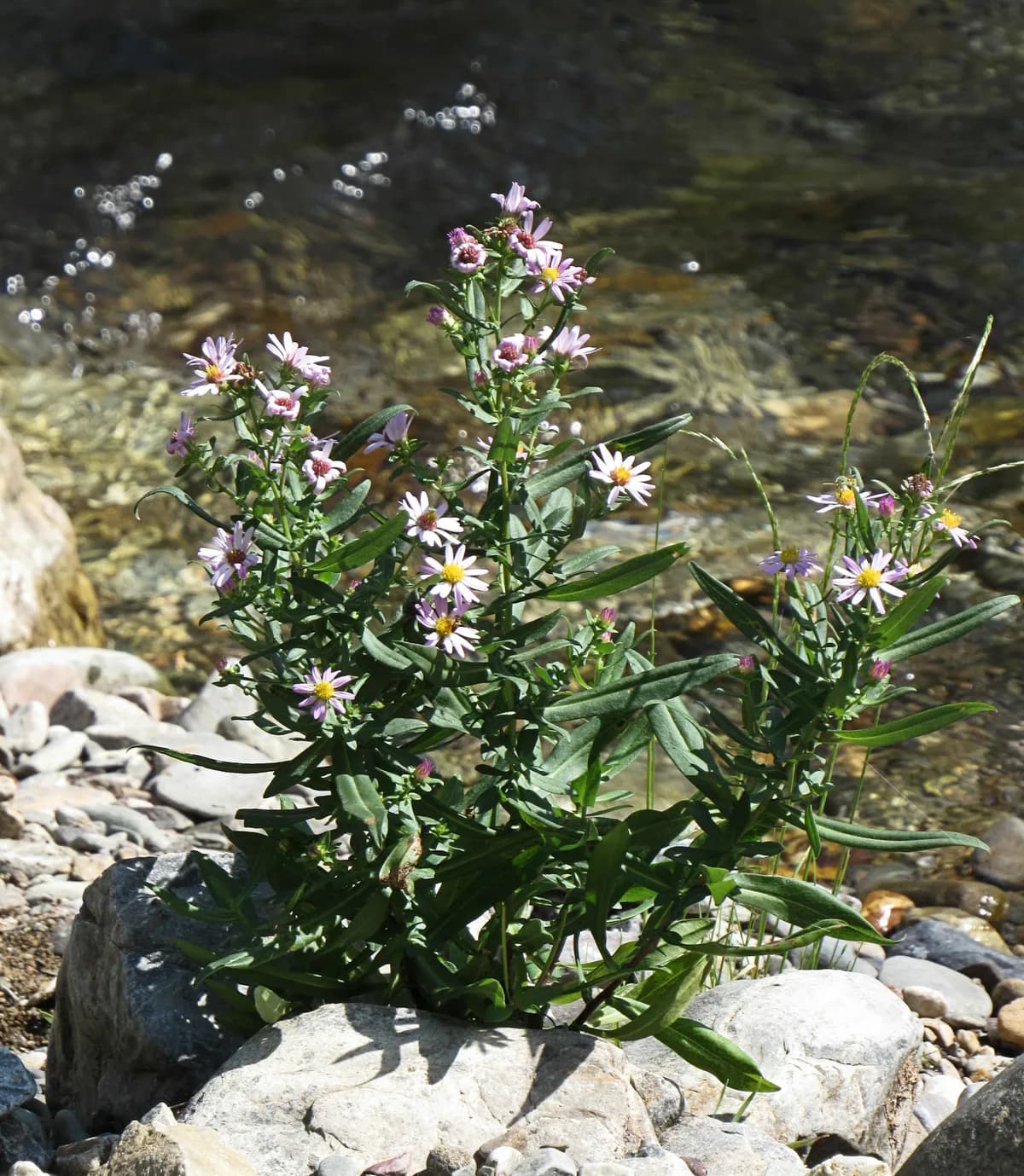Eaton's aster (Symphyotrichum eatonii)