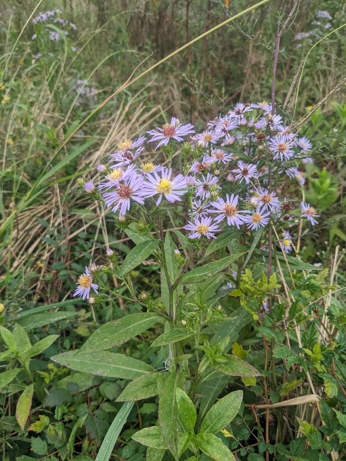 Marsh American-aster (Symphyotrichum elliottii)