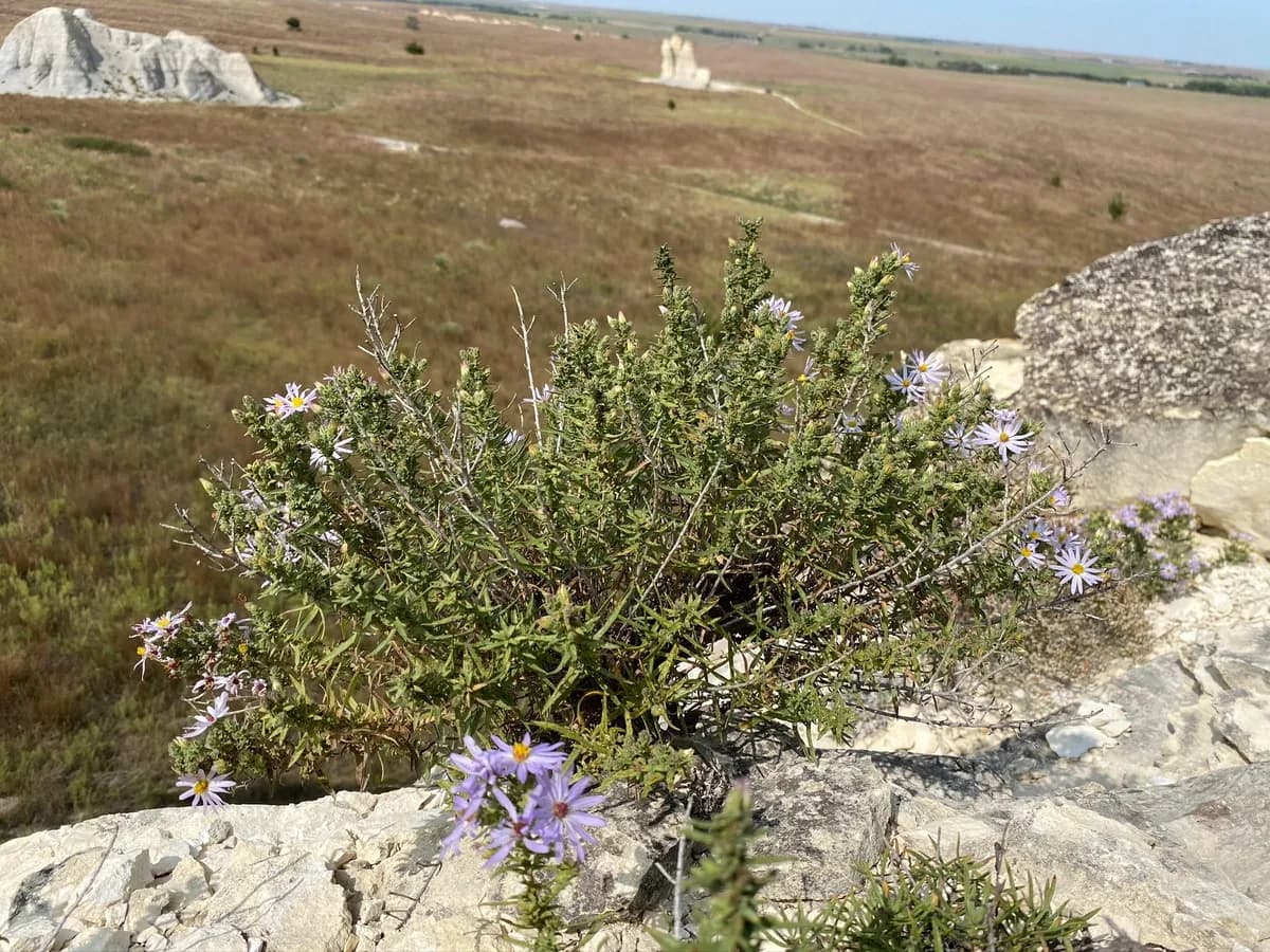 Fendler's aster (Symphyotrichum fendleri)