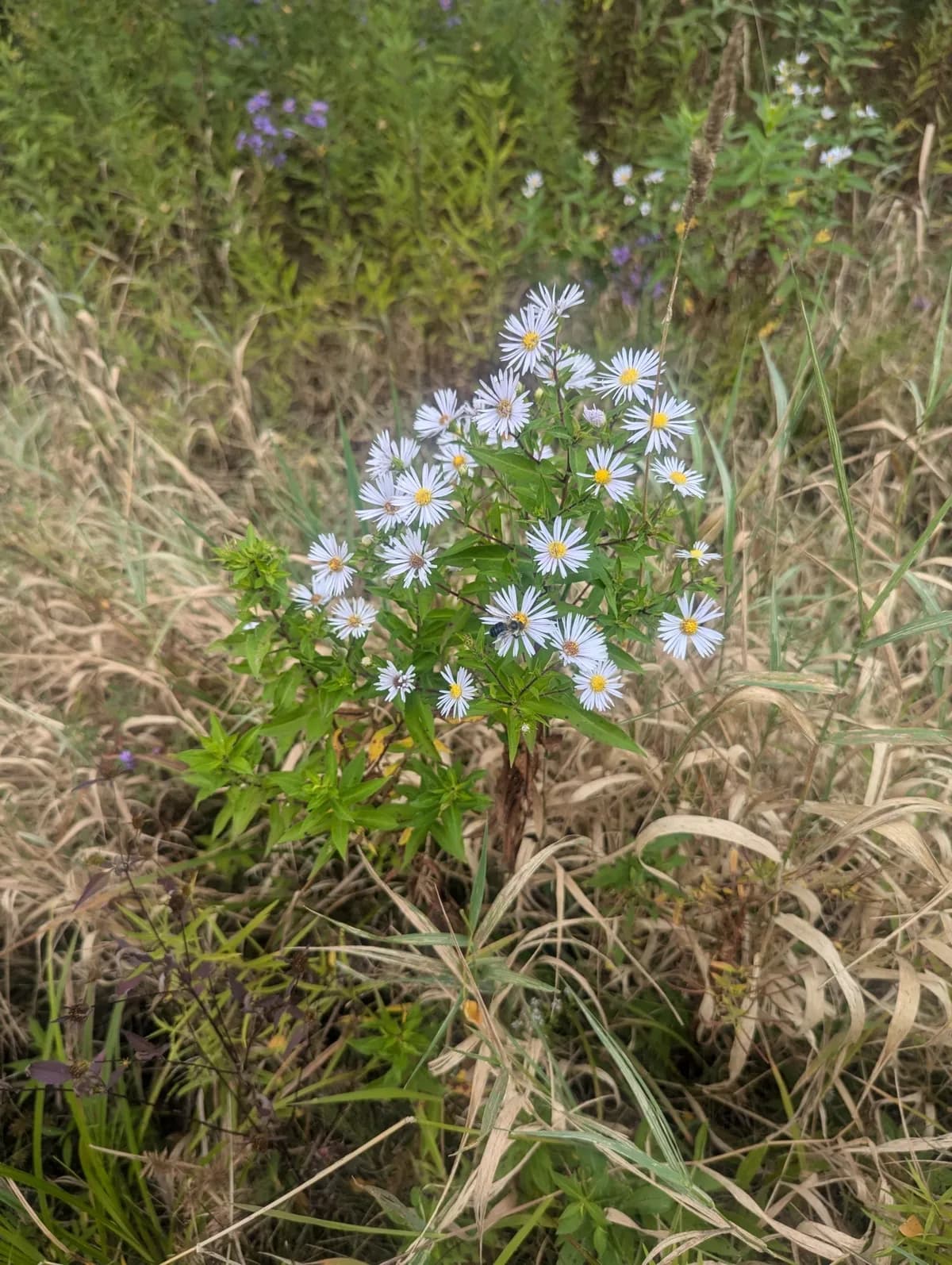 Glossy-leaved Aster (Symphyotrichum firmum)