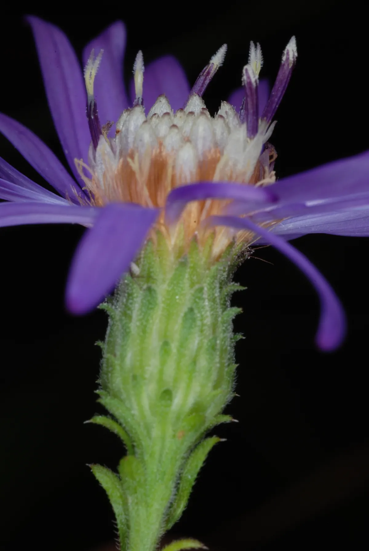Georgia aster (Symphyotrichum georgianum)