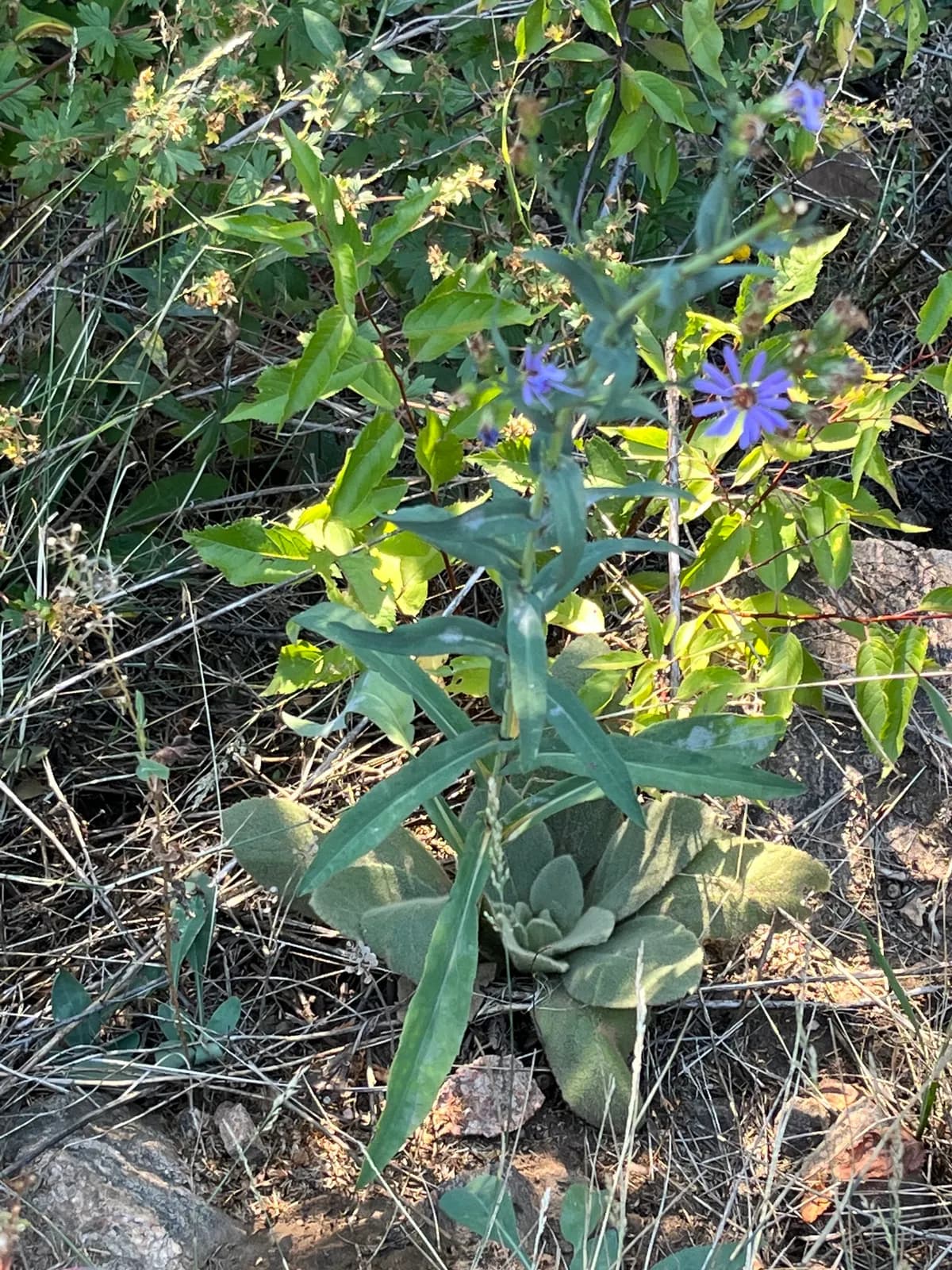 Smooth Aster (Symphyotrichum laeve)