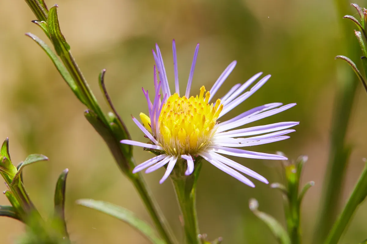 Suisun Marsh aster (Symphyotrichum lentum)