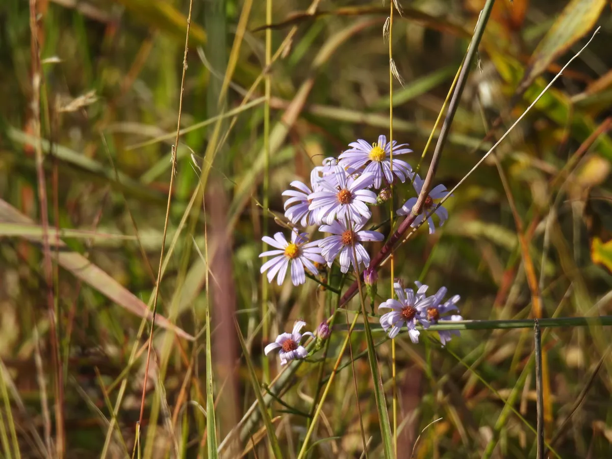 Azure Aster (Symphyotrichum oolentangiense)