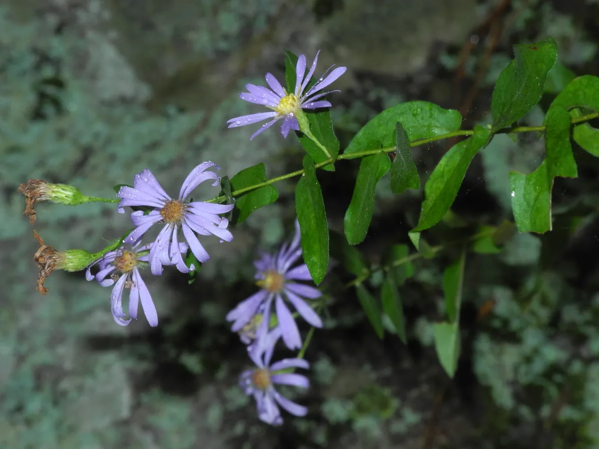 Late Purple Aster (Symphyotrichum patens)