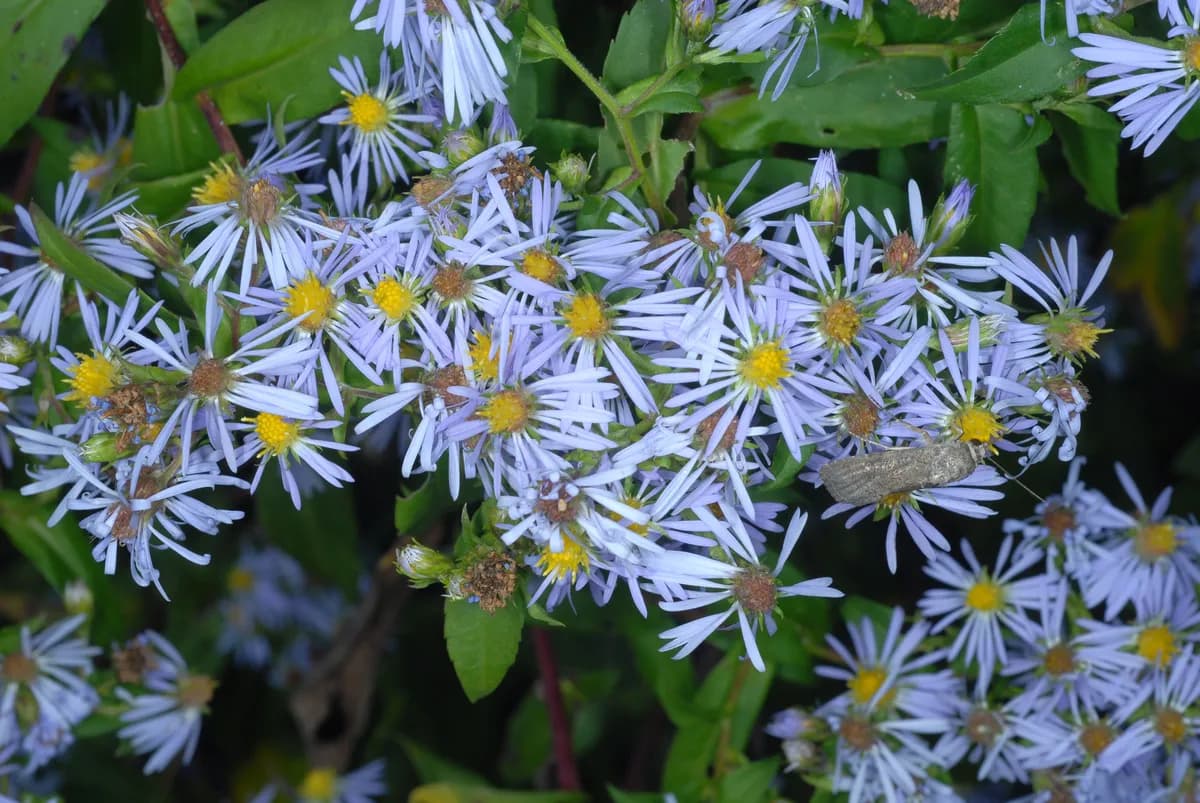 Bog Aster (Symphyotrichum puniceum)