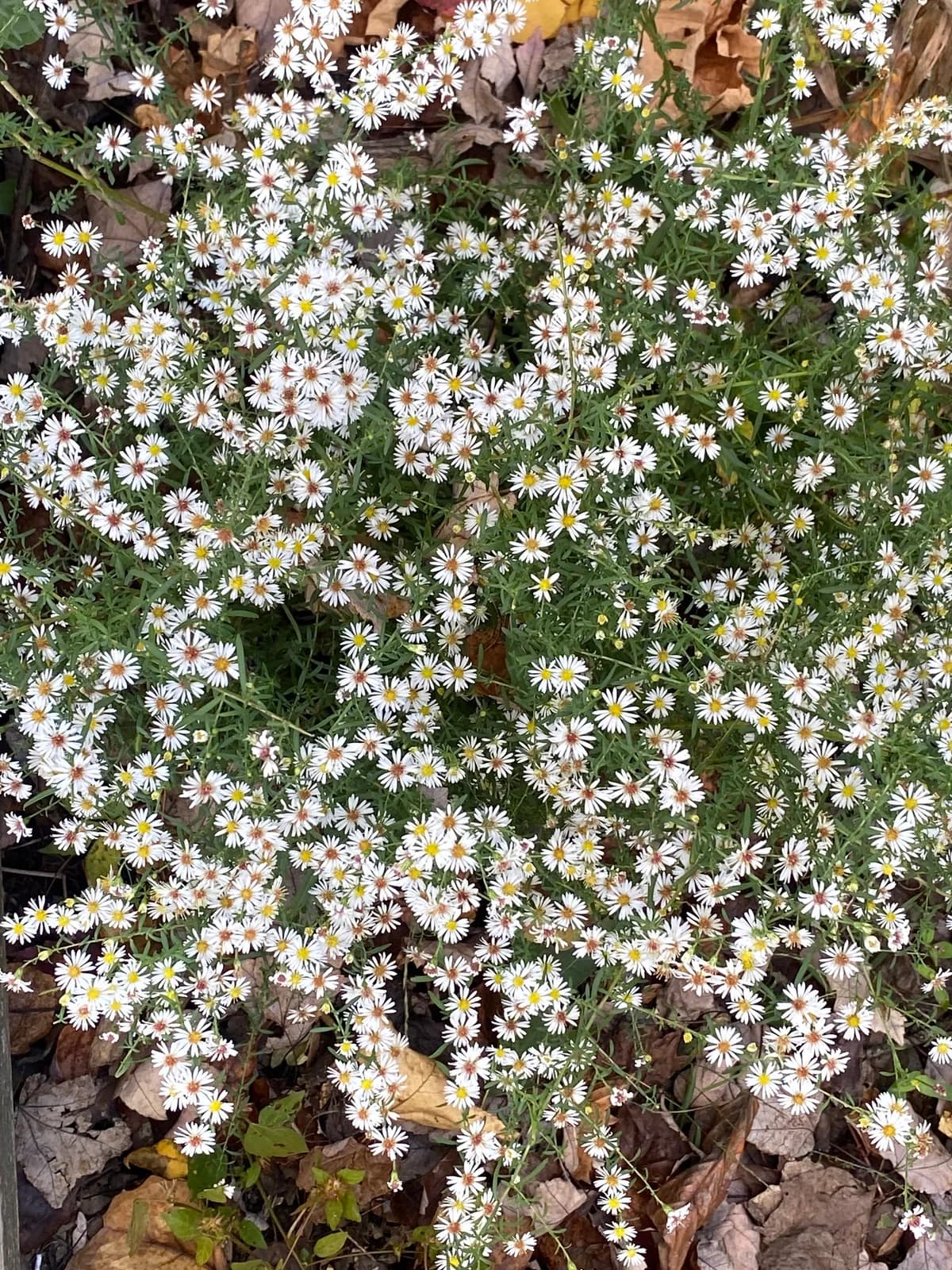 Small White Aster (Symphyotrichum racemosum)